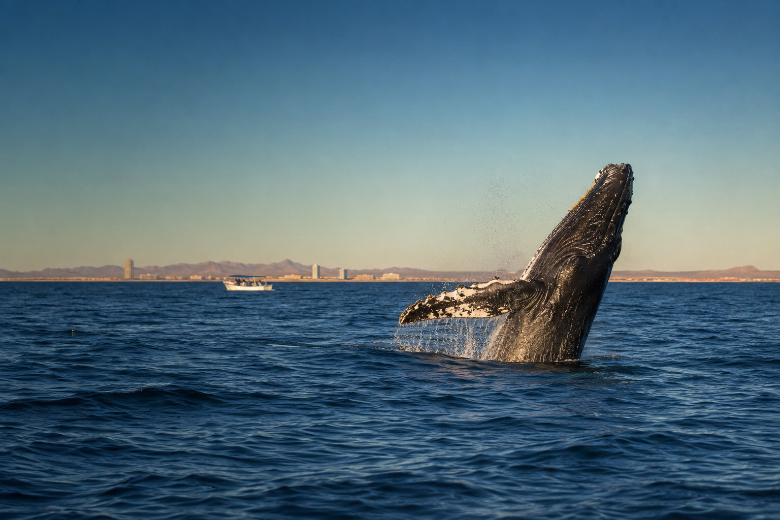 Rocky Point Whale Watching in Puerto Peñasco